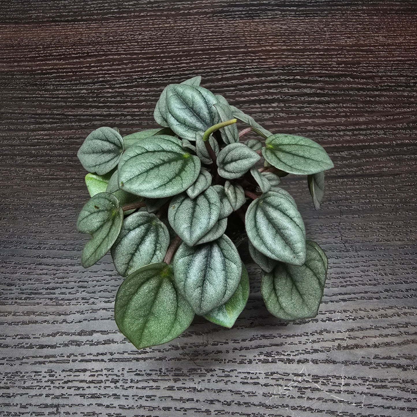 Peperomia 'Napoli Nights'