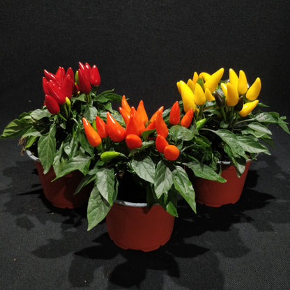 Ornamental Capsicum Plant