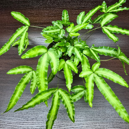 Silver Ribbon Fern - Pteris Cretica Albolineata