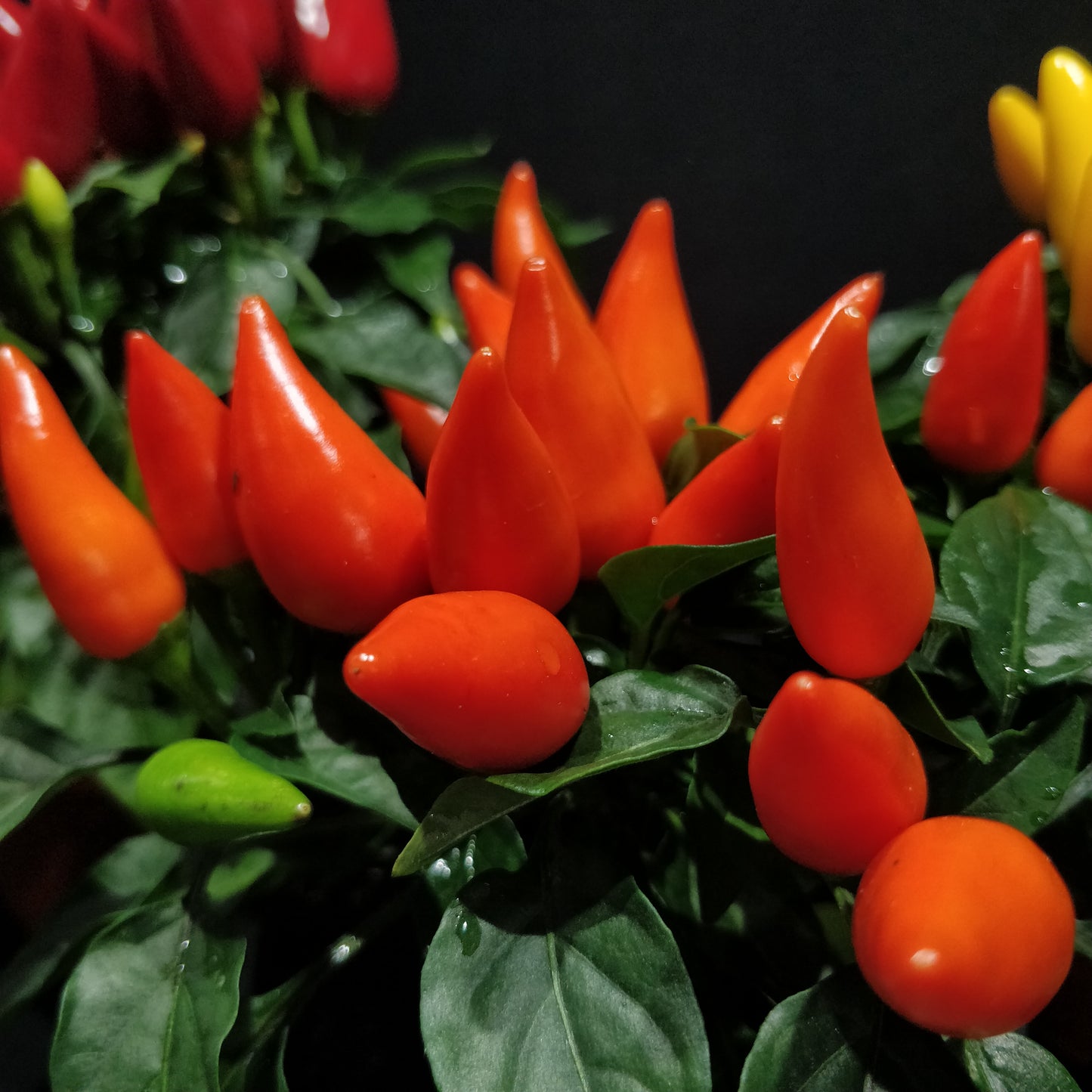 Ornamental Capsicum Plant