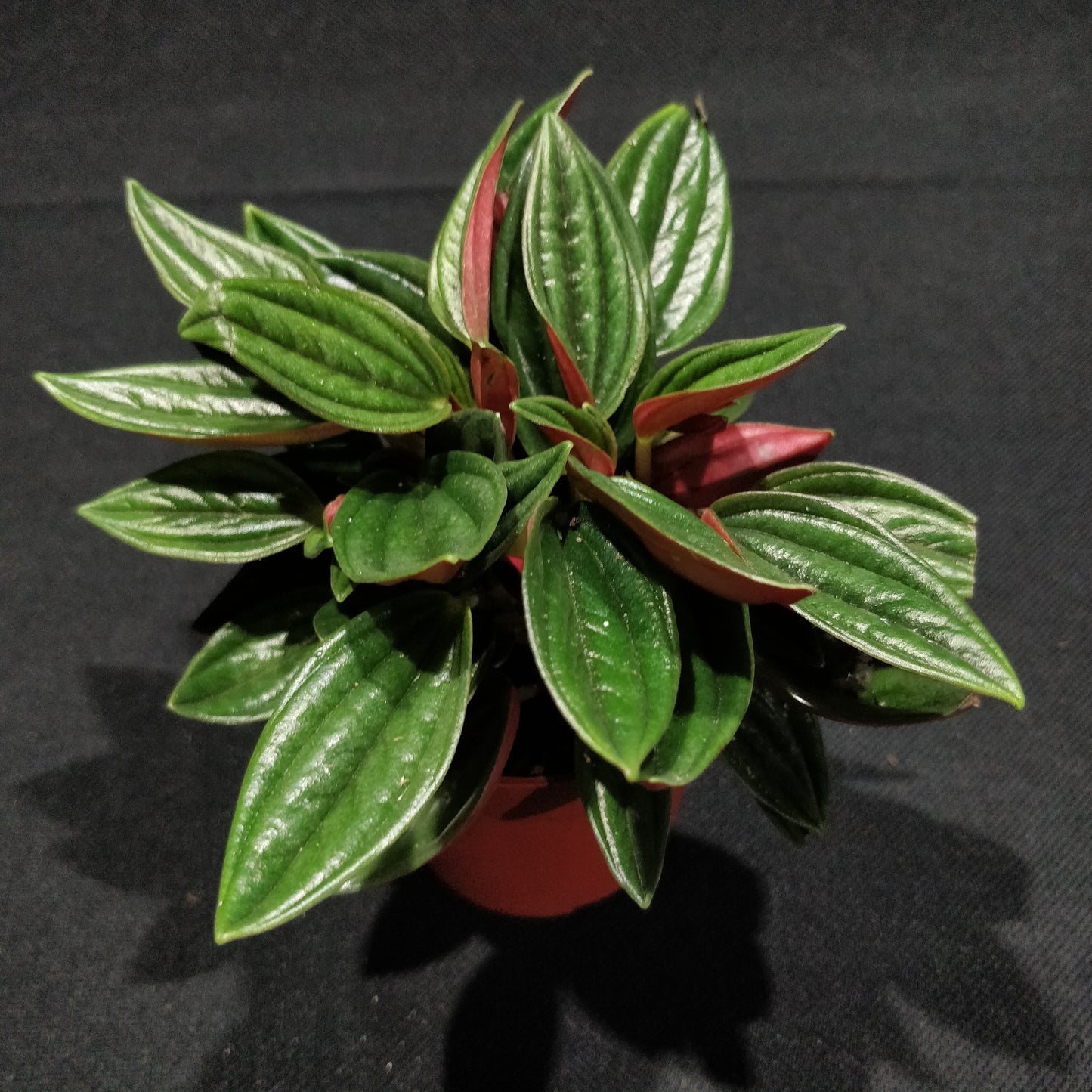 Peperomia Caperata