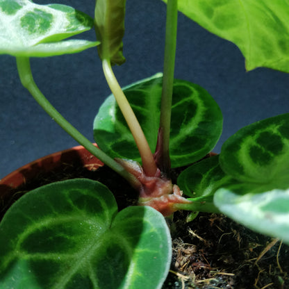 Anthurium Silver Blush