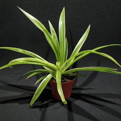 Spider Plant - Chlorophytum Comosum