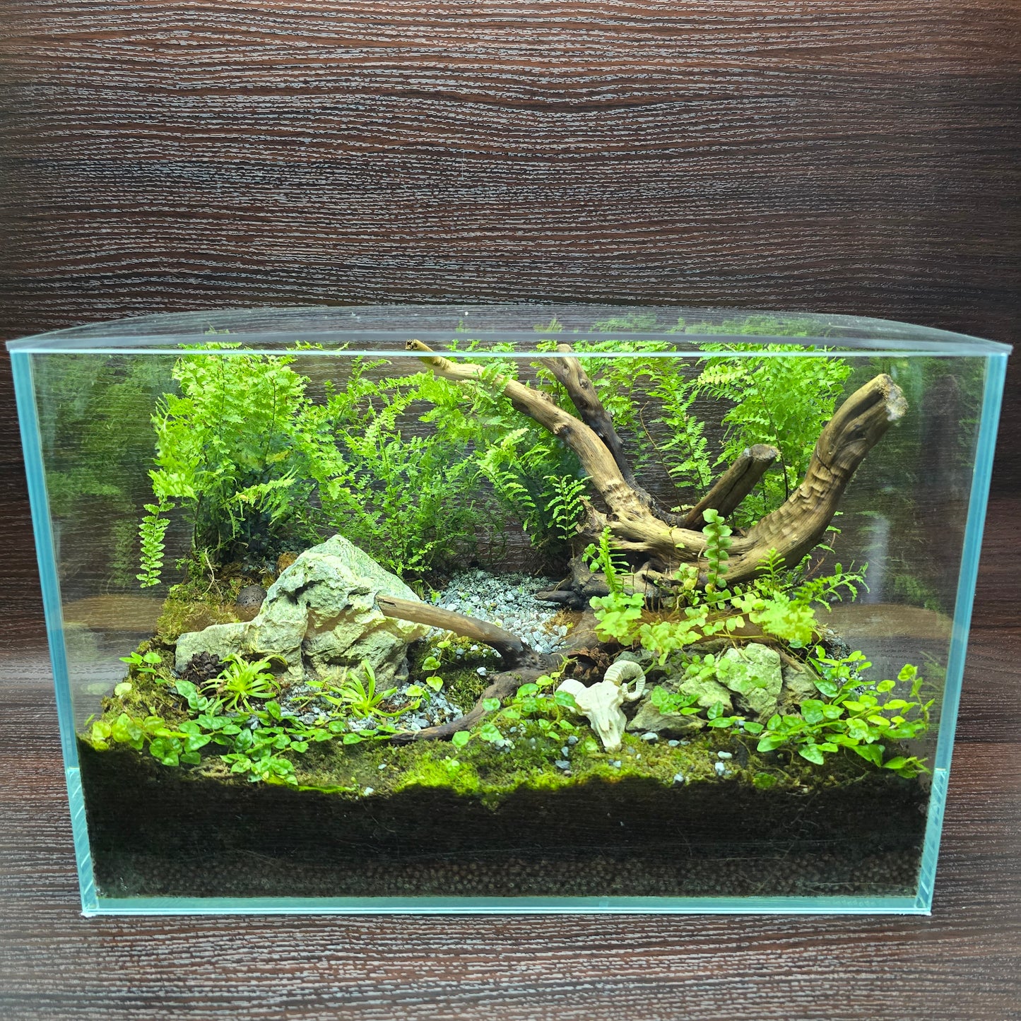 Nature Scape - NS117