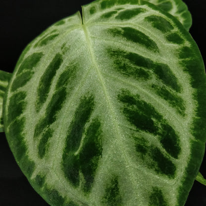 Anthurium Silver Blush