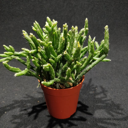 Rhipsalis Mixed
