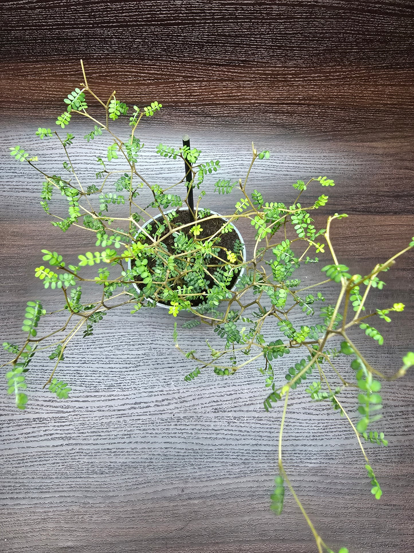 Little Baby Plant (Dwarf Kowhai) - Sophora Prostrata