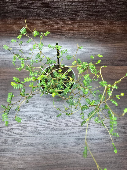 Little Baby Plant (Dwarf Kowhai) - Sophora Prostrata