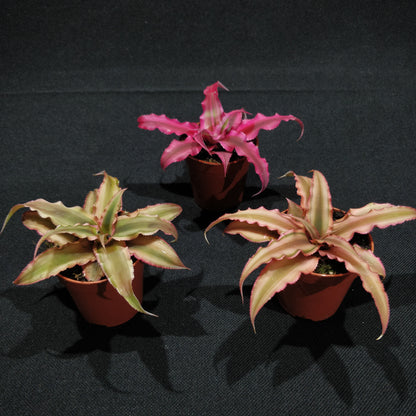 Cryptanthus