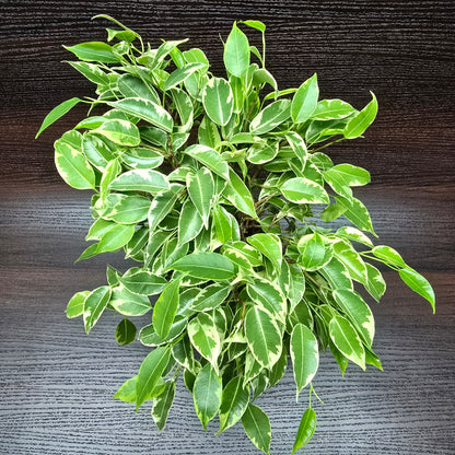 Variegated Creeping Fig - Ficus Benjamina Variegata