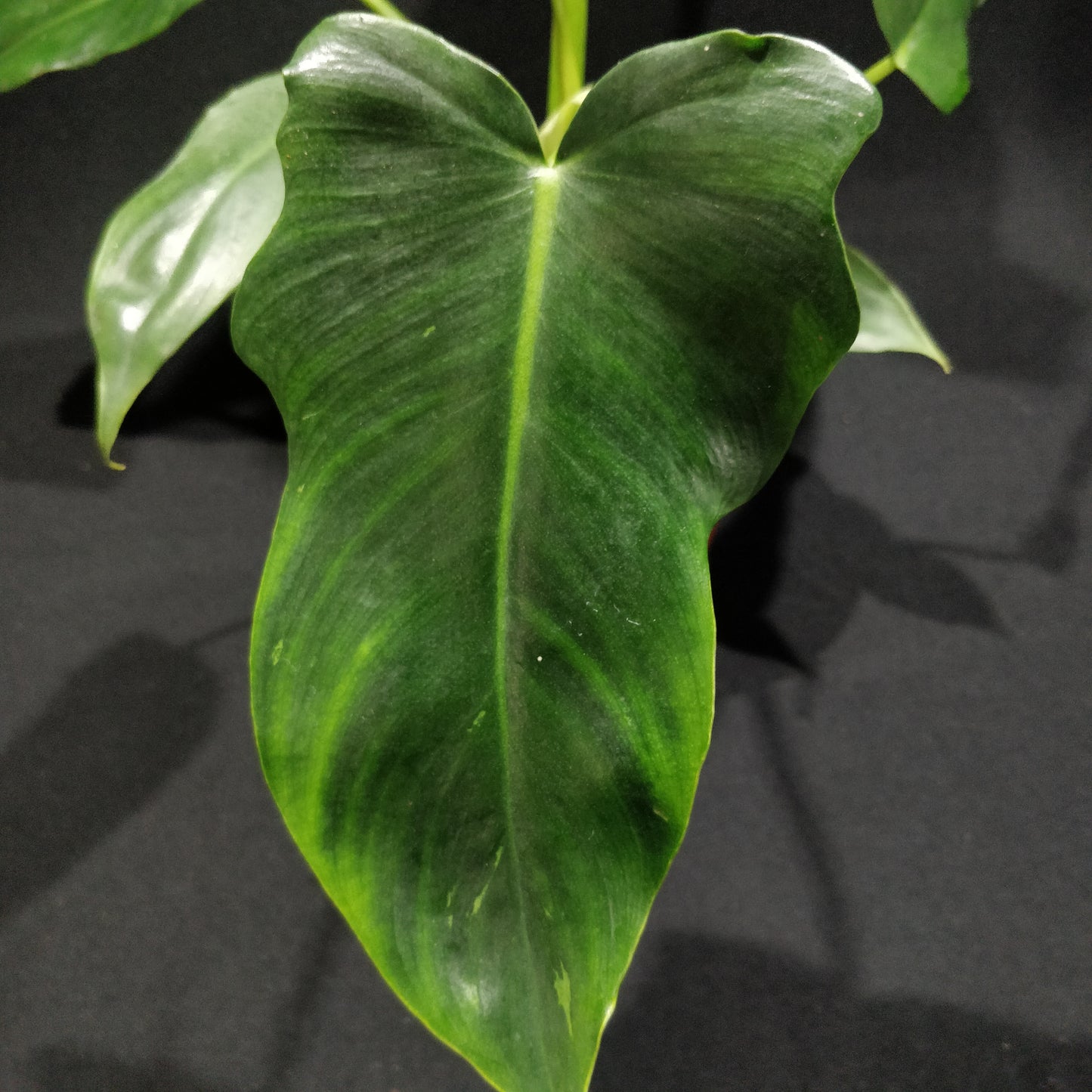 Philodendron Rugosum