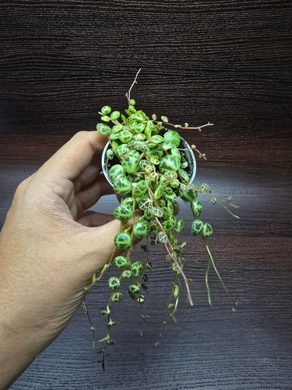 String of Turtles - Peperomia Prostrata