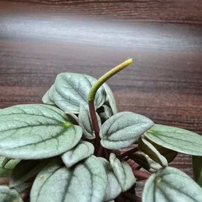 Peperomia 'Napoli Nights'