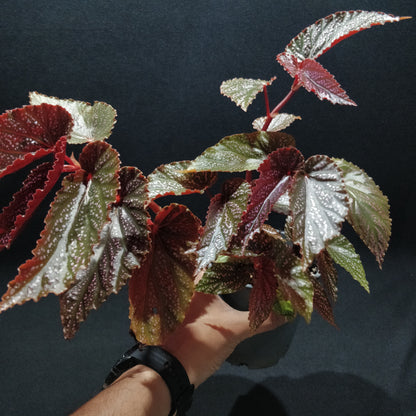 Angel Wing Begonia