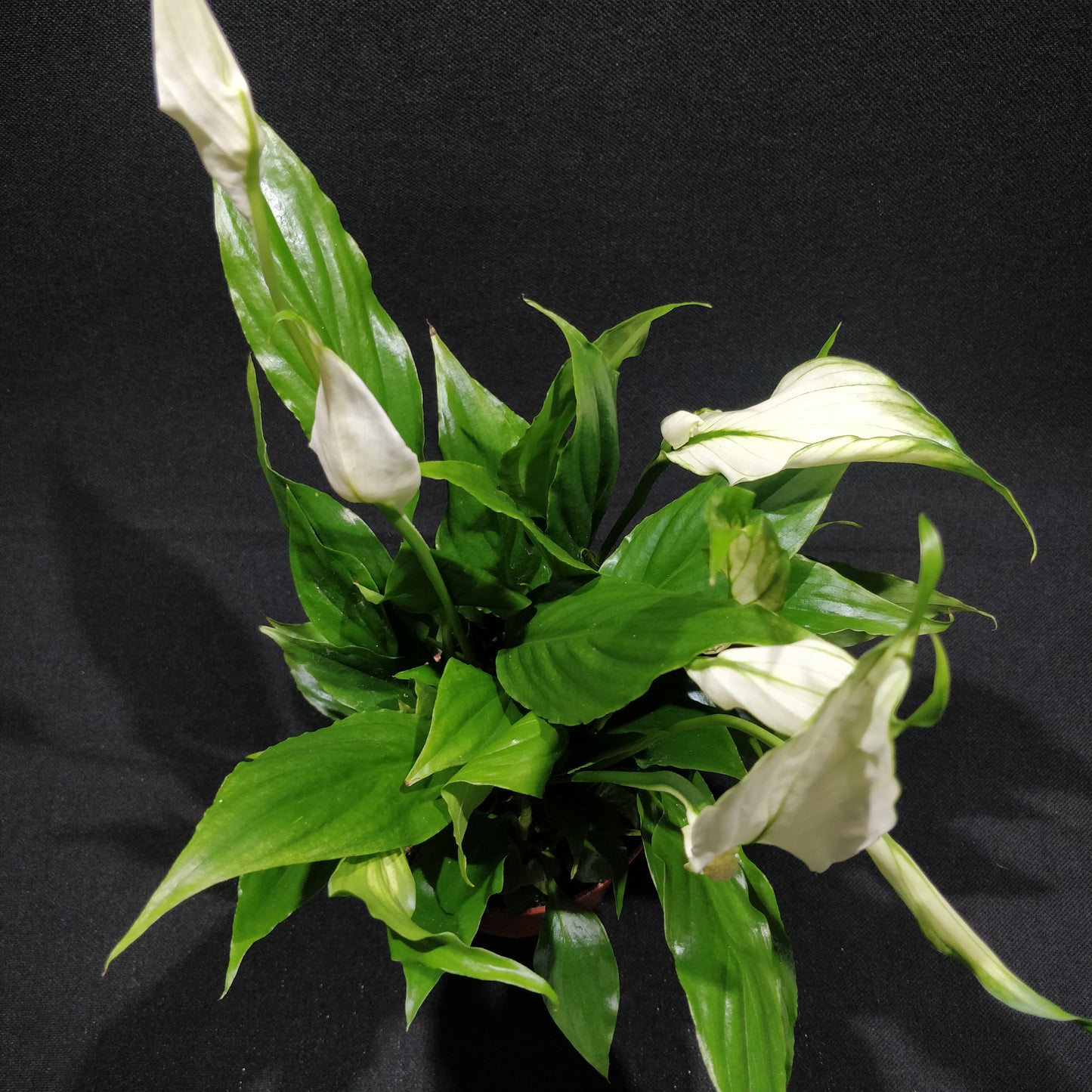 Spathiphyllum Pearl Cupido - Peace Lily