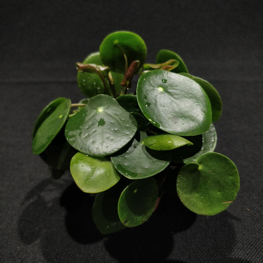 Chinese Money Plant - Pilea Peperomioides