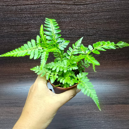 Leatherleaf fern - Rumohra Adiantiformis