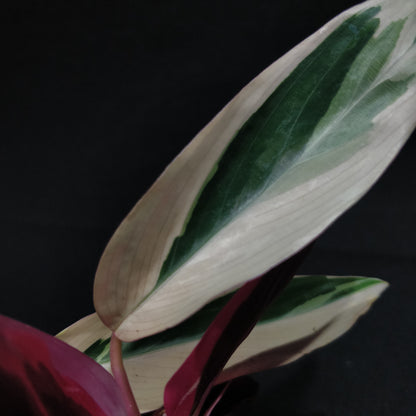 Calathea