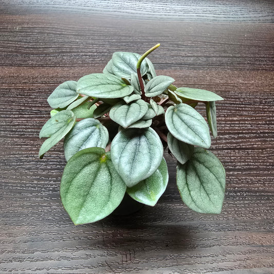 Peperomia 'Napoli Nights'