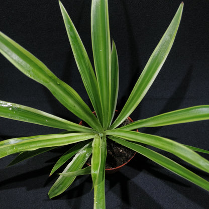 Spider Plant - Chlorophytum Comosum