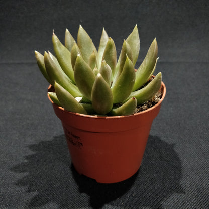 Echeveria - Succulents (Small)