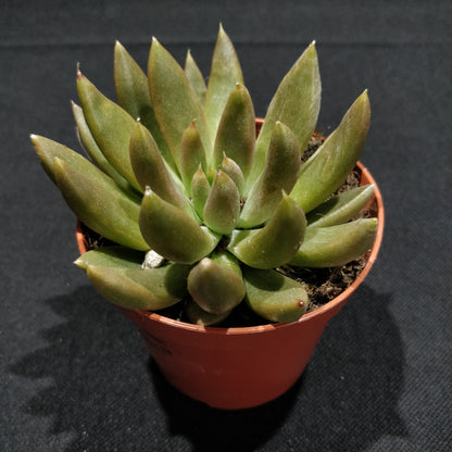 Echeveria - Succulents (Small)