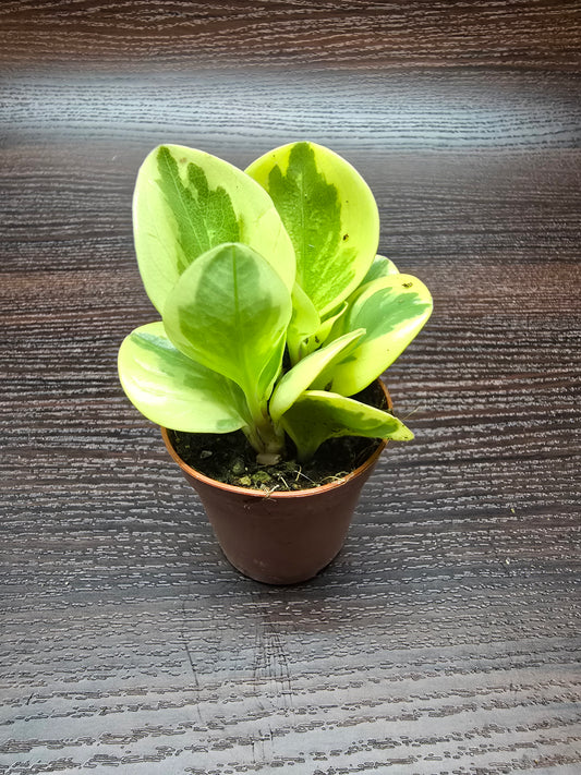 Baby Rubber Plant 'Variegated' - Peperomia Obtipan Bicolor