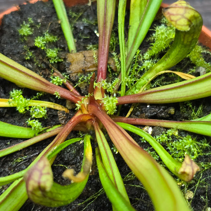 Sarracenia Psittacina 'Tess' - Pitcher Plant