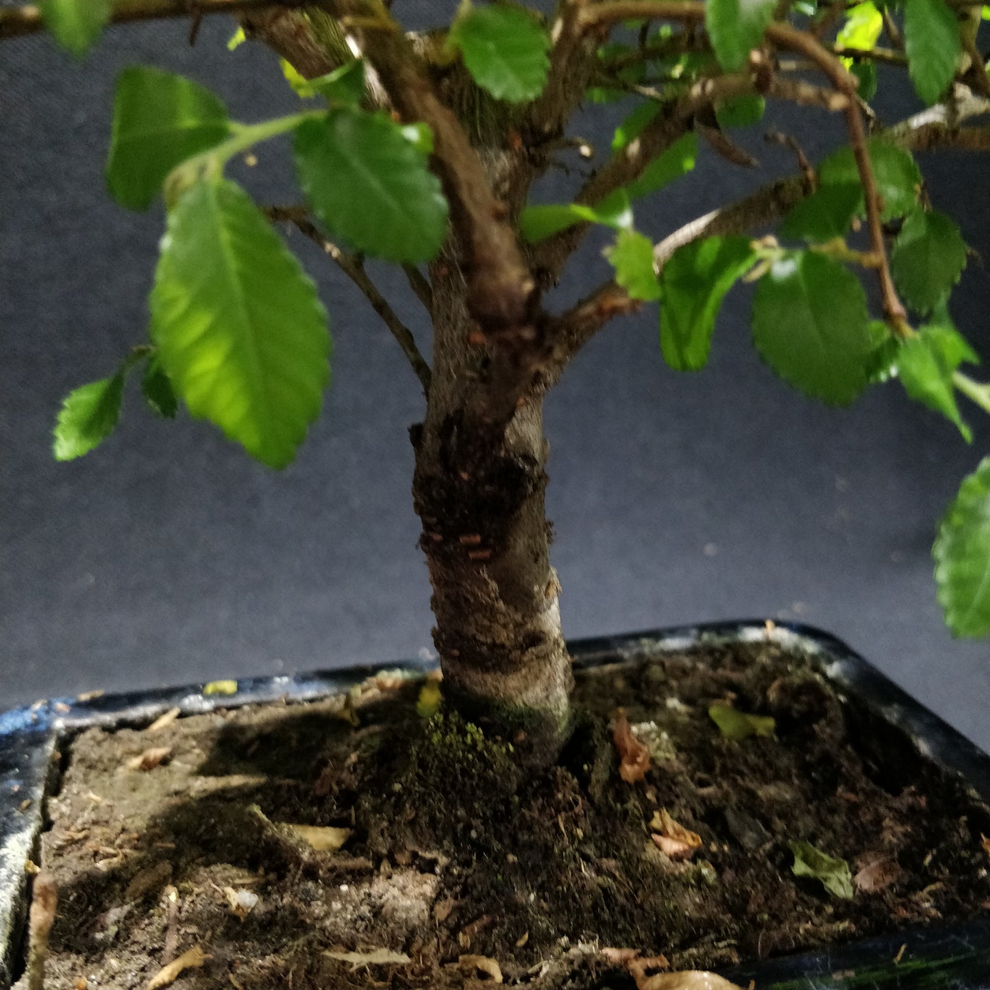 Chinese Elm Bonsai