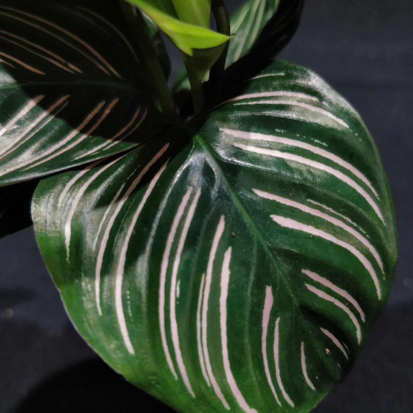 Calathea