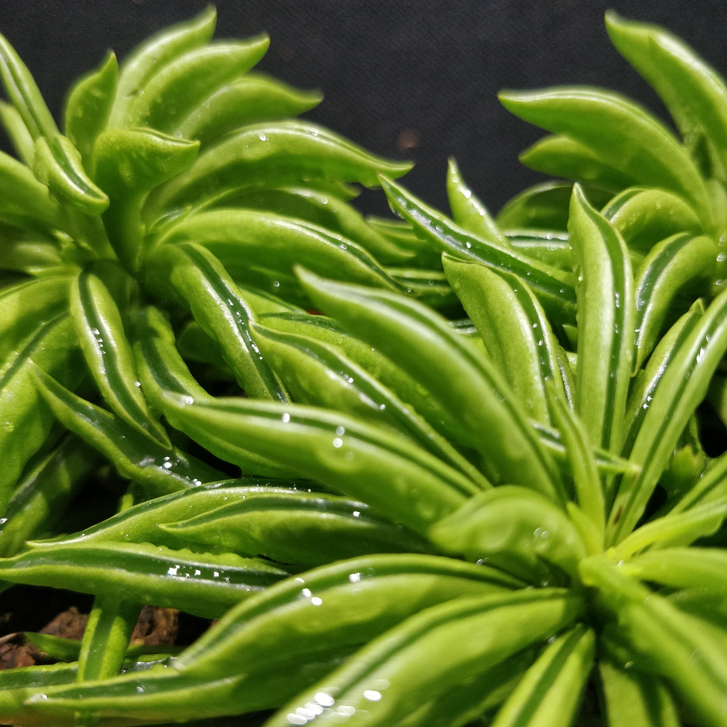 Peperomia Happy-bean