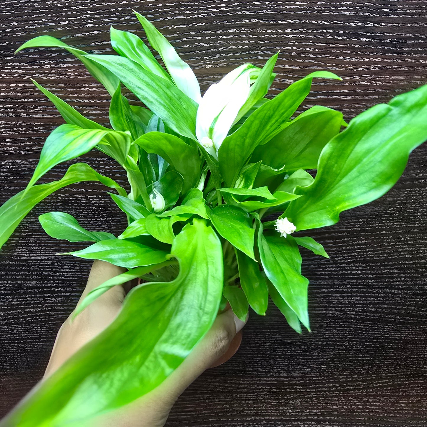 Spathiphyllum Pearl Cupido - Peace Lily