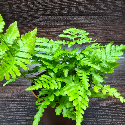 Tsushima Holly Fern - Polystichum Luctuosum