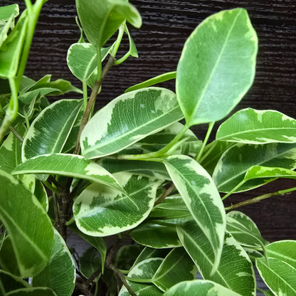 Variegated Creeping Fig - Ficus Benjamina Variegata