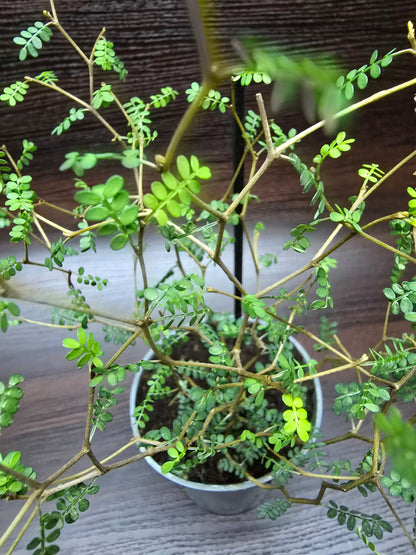 Little Baby Plant (Dwarf Kowhai) - Sophora Prostrata