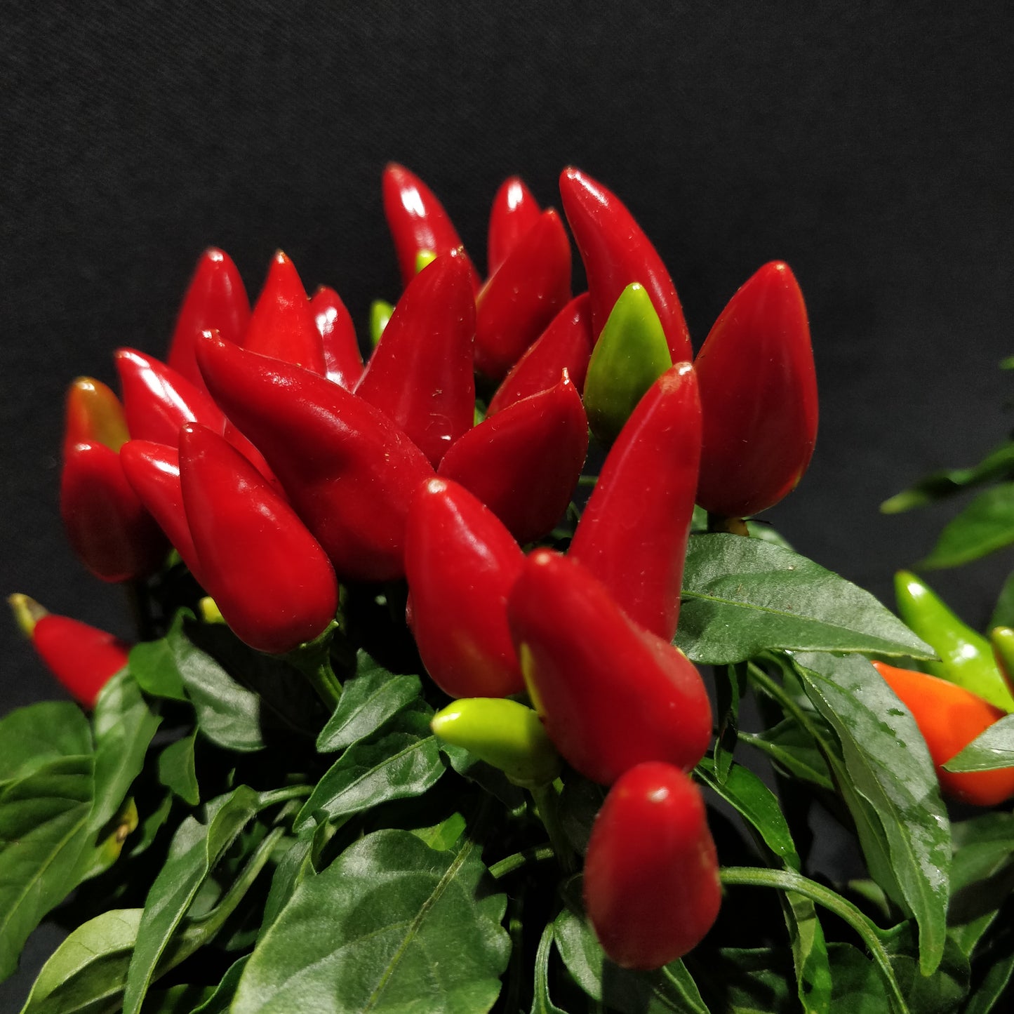 Ornamental Capsicum Plant