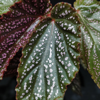 Angel Wing Begonia