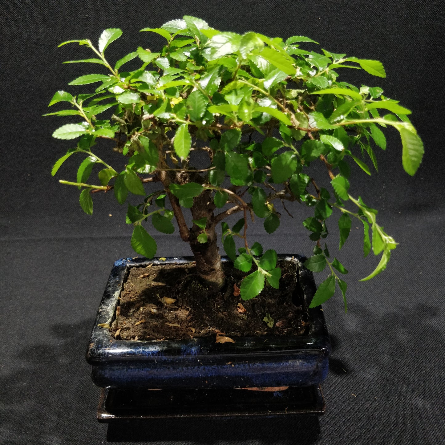 Chinese Elm Bonsai