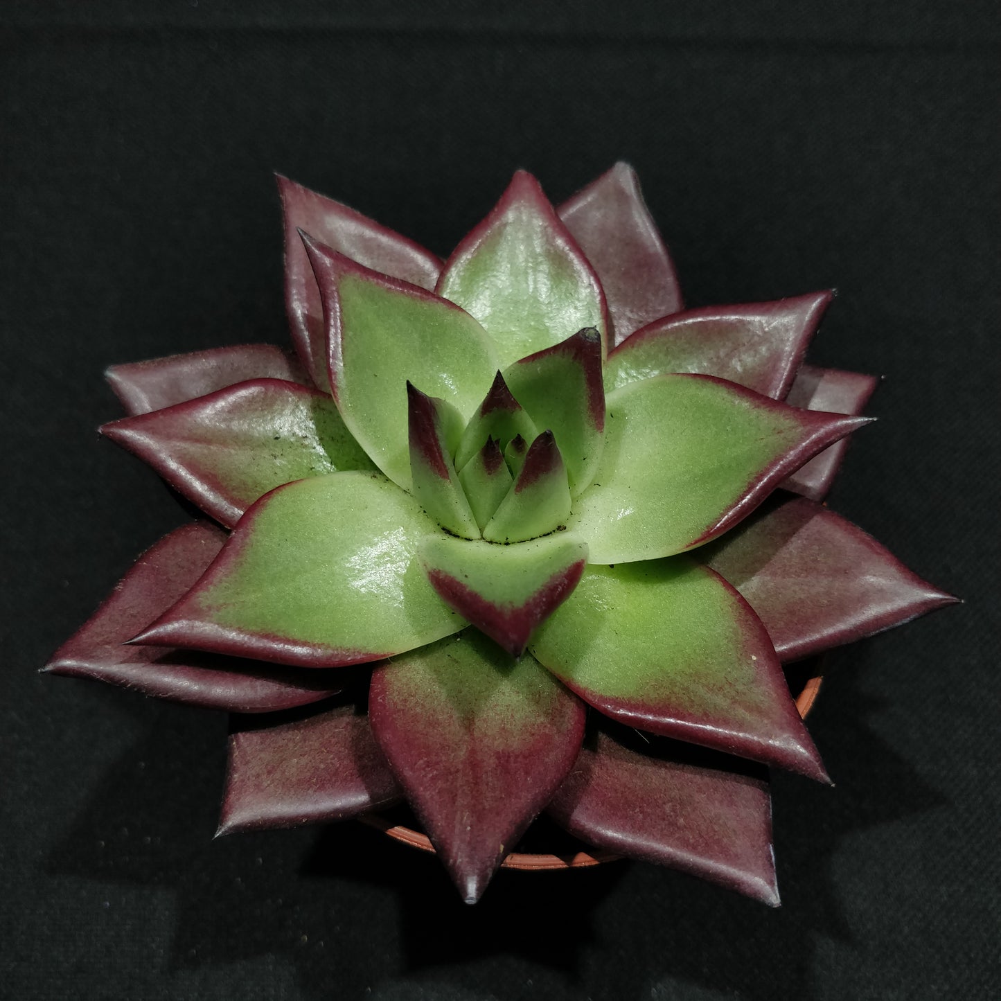 Echeveria - Succulents (Small)