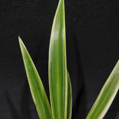 Spider Plant - Chlorophytum Comosum