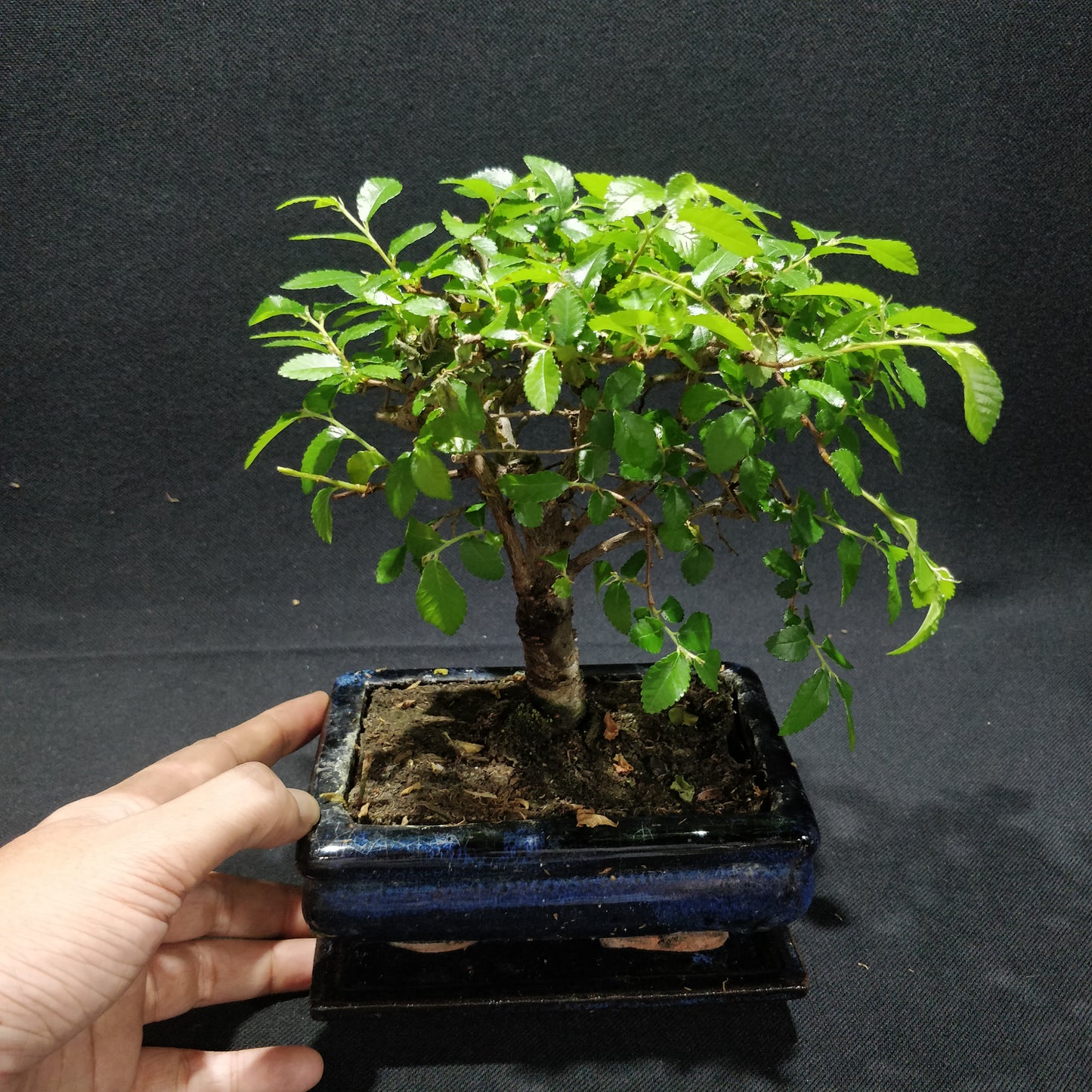 Chinese Elm Bonsai