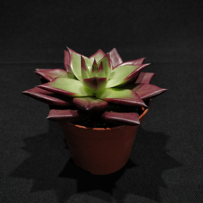 Echeveria - Succulents (Small)