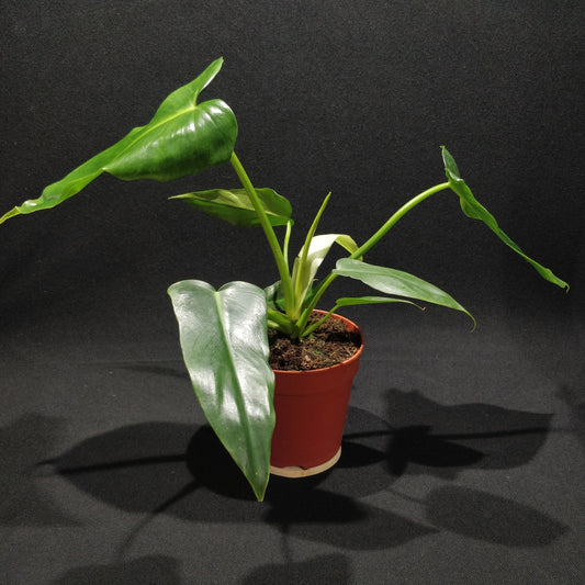 Philodendron Rugosum