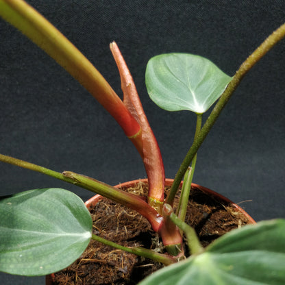Philodendron Melanochrysum