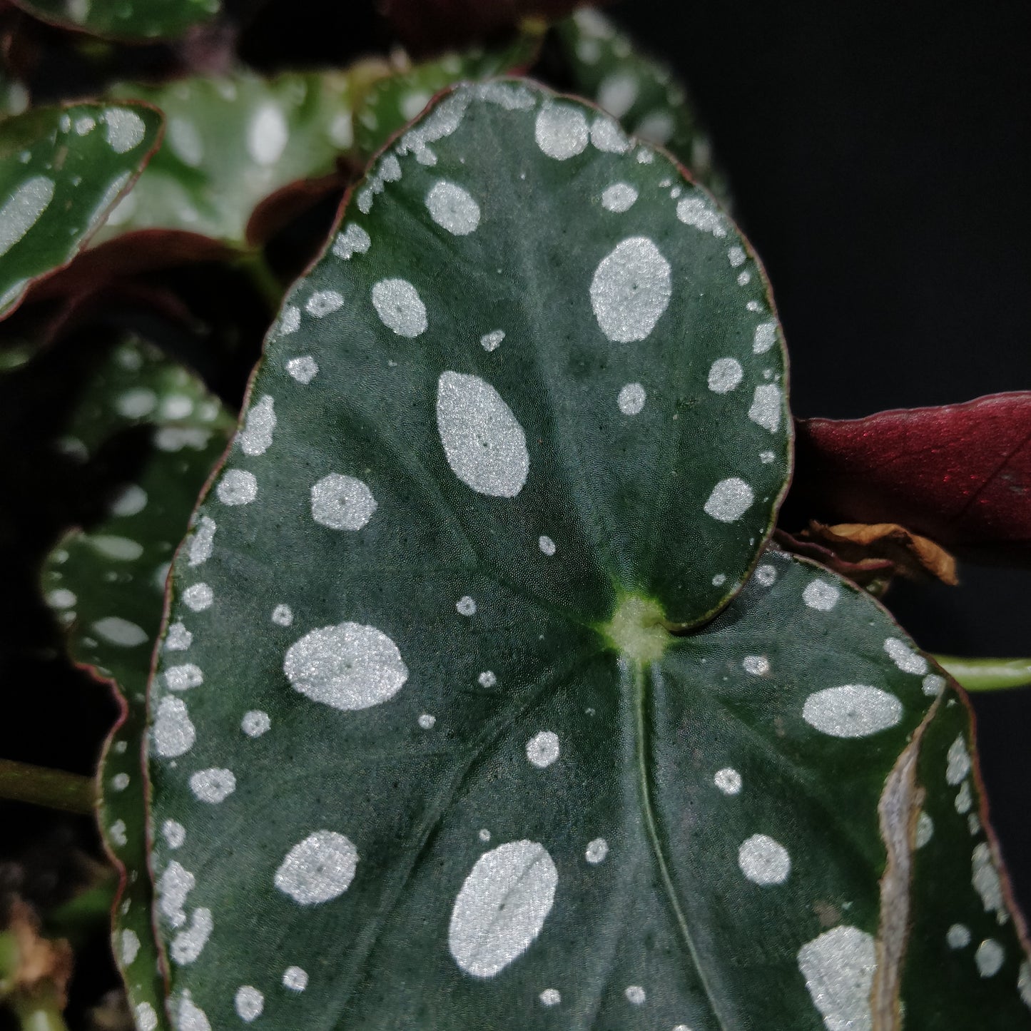 Begonia Maculata Wightii