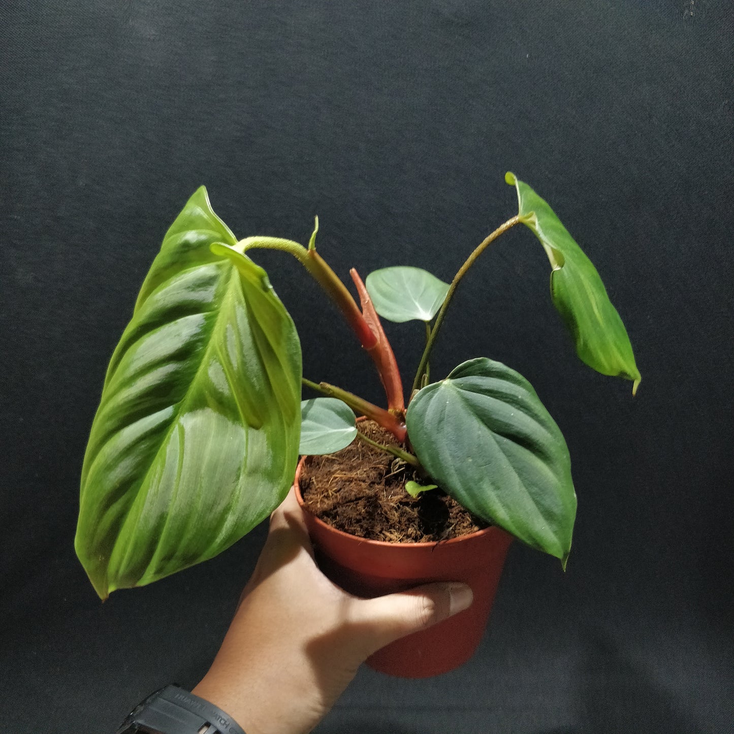 Philodendron Melanochrysum