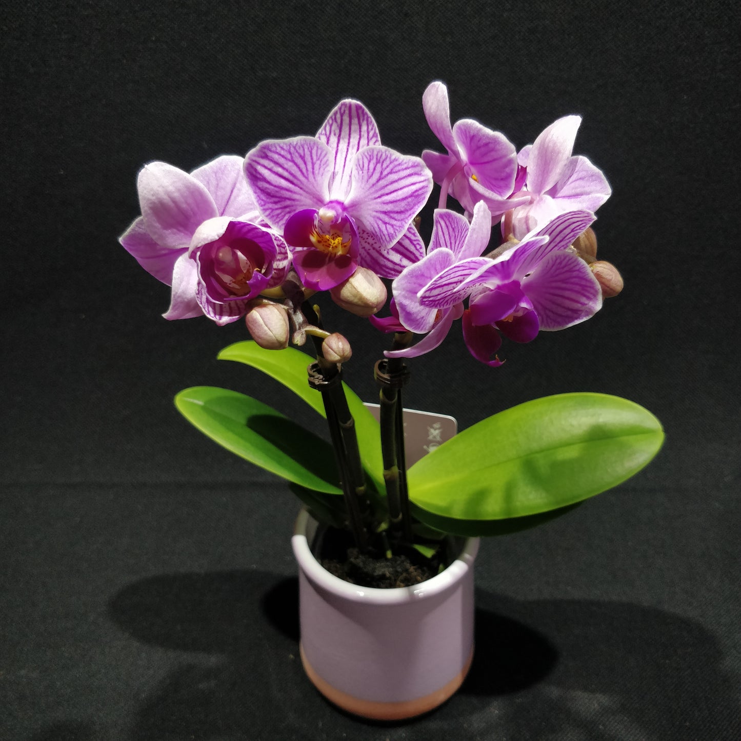 Moth Orchids - Phalaenopsis Orchids