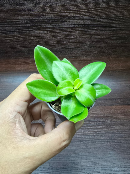 Peperomia Pixie - Peperomia Orba