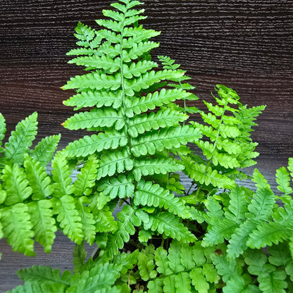 Tsushima Holly Fern - Polystichum Luctuosum