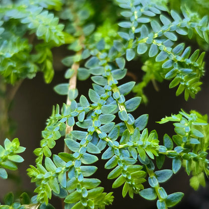 Peacock Fern - Selaginella Uncinata